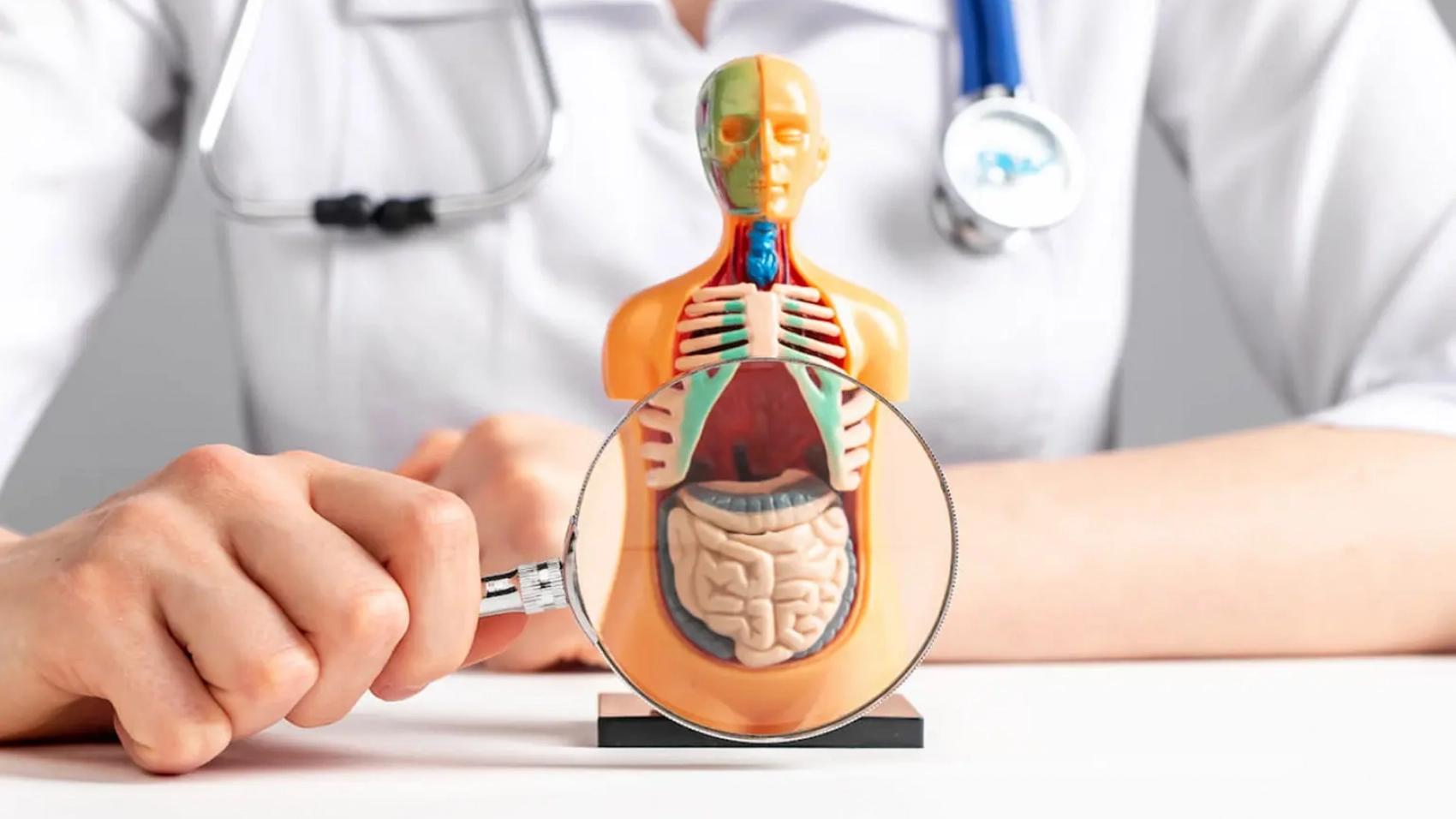 banner-microbiota-intestinal-escritorio-1536x874px-96ppp