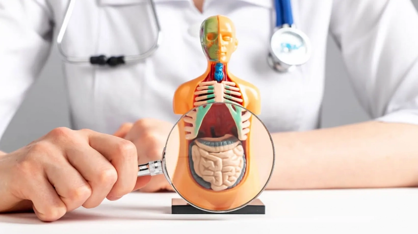 banner-microbiota-intestinal-escritorio-1536x874px-96ppp