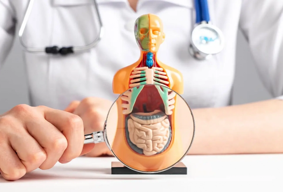 banner-microbiota-intestinal-escritorio-1536x874px-96ppp